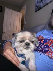 Reunited Male Dog last seen Bolt St near La Gran Plaza, Fort Worth, TX 76110