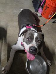 Reunited Male Dog last seen Los soneto and Springford ave SKYLINE 92114 , San Diego, CA 92114