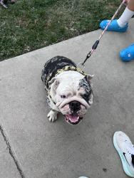 Reunited Female Dog last seen Locust, Fontana, CA 92336