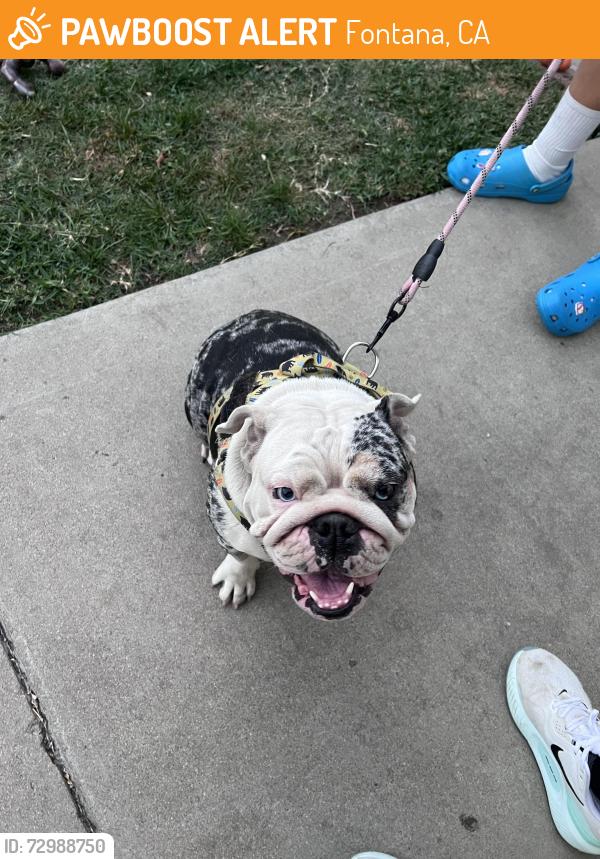 Found/Stray Female Dog last seen Locust, Fontana, CA 92336