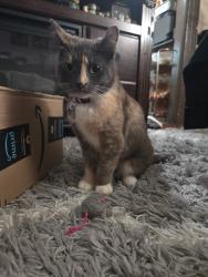 Lost Female Cat last seen Nassau Museum of Modern Art, Roslyn Harbor, NY 11548