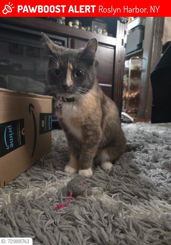 Lost Female Cat last seen Nassau Museum of Modern Art, Roslyn Harbor, NY 11548