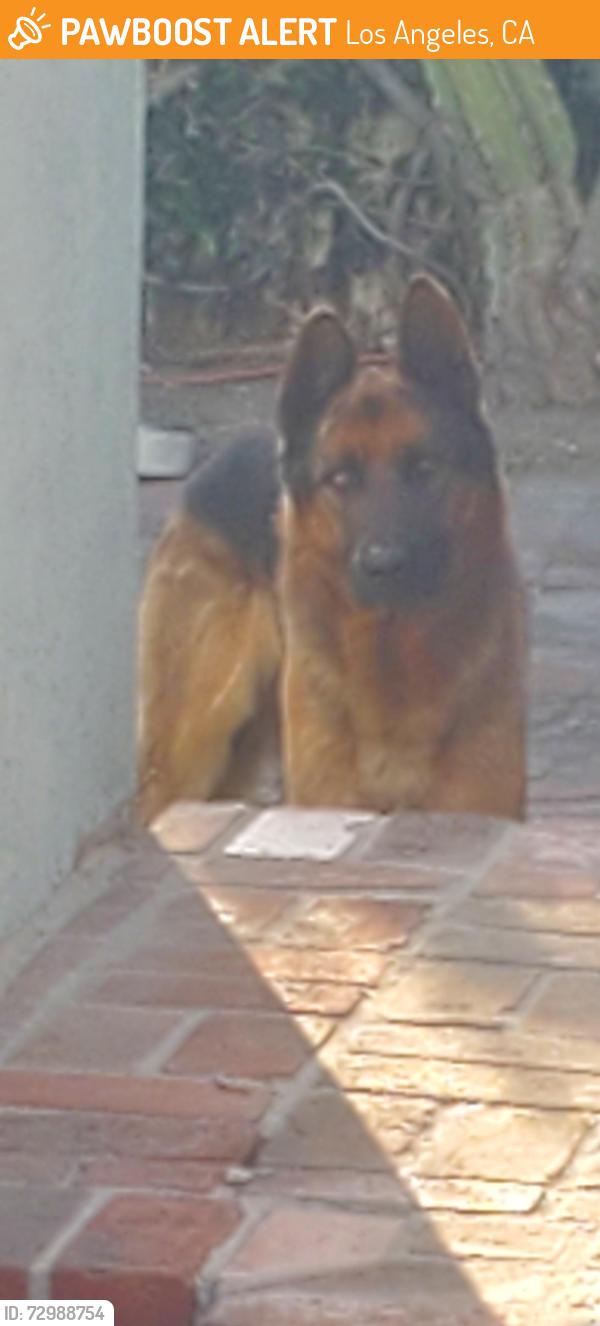 Found/Stray Unknown Dog last seen 263rd St, Los Angeles, CA 90710