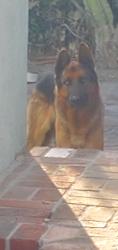 Found/Stray Unknown Dog last seen 263rd St, Los Angeles, CA 90710