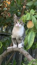 Lost Male Cat last seen San Lorenzo, San Lorenzo, CA 94580