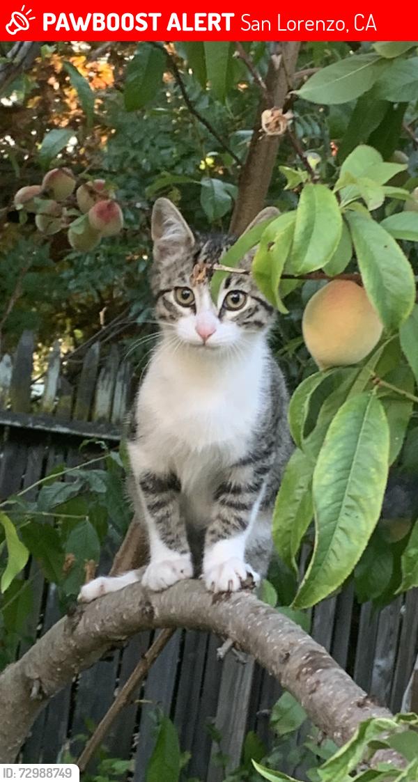 Lost Male Cat last seen San Lorenzo, San Lorenzo, CA 94580