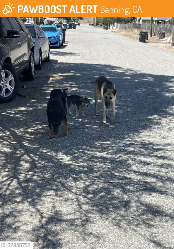 Found/Stray Male Dog last seen E George st, Banning .  , Banning, CA 92220