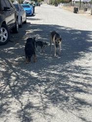 Found/Stray Male Dog last seen E George st, Banning .  , Banning, CA 92220