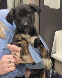 Shelter Stray Female Dog last seen Near W. Manchester Avenue, 64157, MO, 7077 Elmwood Ave, Kansas City, MO 64132, USA