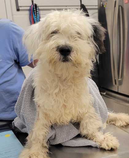 Shelter Stray Male Dog last seen Smart Ave & Kensington Ave, 64124, 64124, MO, 7077 Elmwood Ave, Kansas City, MO 64132, USA