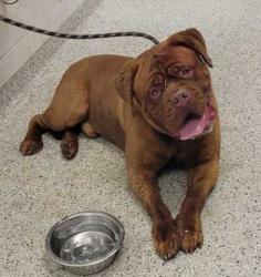 Shelter Stray Male Dog last seen E 93rd Ter & E Bannister Rd, KCMO, 64138, 64138, MO, 7077 Elmwood Ave, Kansas City, MO 64132, USA