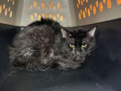 Shelter Stray Unknown Cat last seen Near N Hickory Street, 64155, MO, 7077 Elmwood Ave, Kansas City, MO 64132, USA