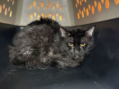 Shelter Stray Unknown Cat last seen Near N Hickory Street, 64155, MO, 7077 Elmwood Ave, Kansas City, MO 64132, USA