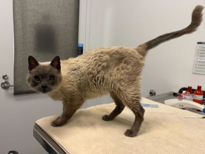 Shelter Stray Male Cat last seen Birghton & 53rd, KCMO, 64119, 64119, MO, 7077 Elmwood Ave, Kansas City, MO 64132, USA