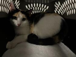 Shelter Stray Female Cat last seen Near E 59th Street, 64110, MO, 7077 Elmwood Ave, Kansas City, MO 64132, USA