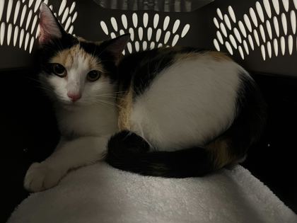 Shelter Stray Female Cat last seen Near E 59th Street, 64110, MO, 7077 Elmwood Ave, Kansas City, MO 64132, USA