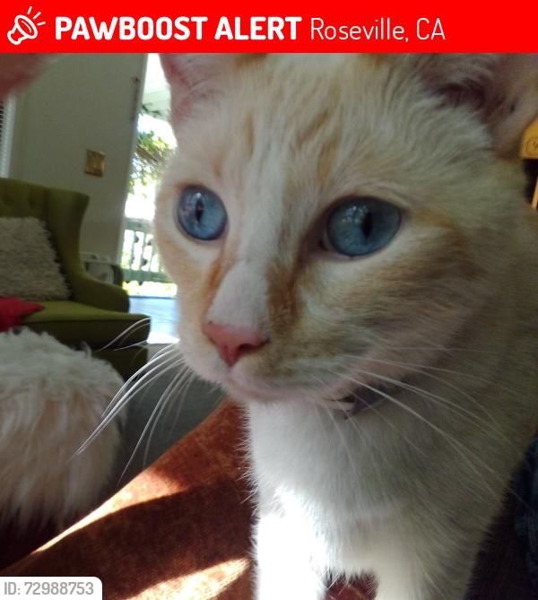 Lost Male Cat last seen Lead hill at Harding , Roseville, CA 95678