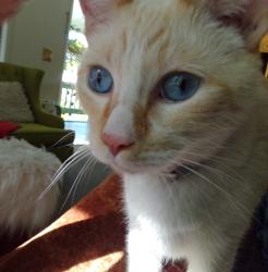 Lost Male Cat last seen Lead hill at Harding , Roseville, CA 95678