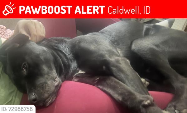 Lost Male Dog last seen Blain st Caldwell , Caldwell, ID 83605