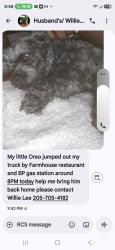 Lost Male Dog last seen Near purple heart Blvd  Marietta road  Springville Alabama , Pinson, AL 35126