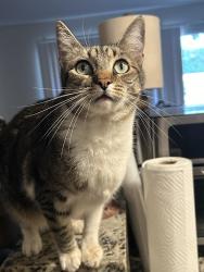 Lost Female Cat last seen The farm rd and olive grove, Wildomar, CA 92595