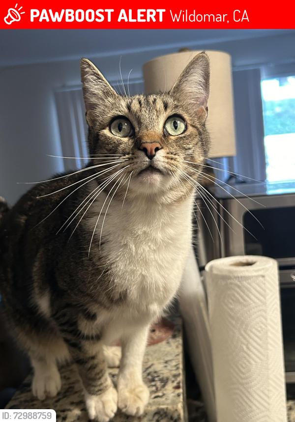 Lost Female Cat last seen The farm rd and olive grove, Wildomar, CA 92595