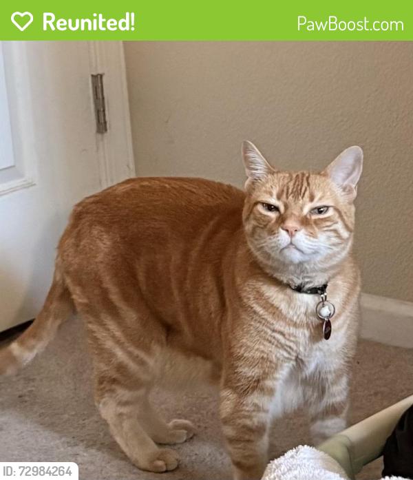Reunited Male Cat last seen Hamilton Way between Mosher Slough and Beaufort, Stockton, CA 95209