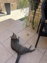 Reunited Female Cat last seen Near south between 900 and 1000 east, Millcreek, UT 84117