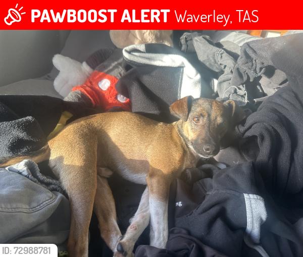 Lost Male Dog last seen Near tattersall Waverley, Waverley, TAS 7250