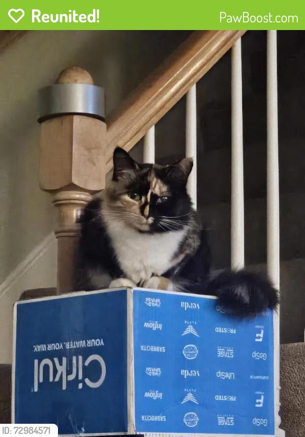Reunited Female Cat last seen Mason Rd, Milford, NH 03055