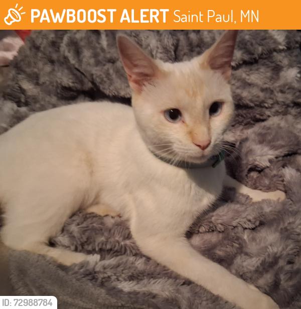 Found/Stray Female Cat last seen Snelling and Hamline, Saint Paul, MN 55104