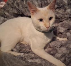 Found/Stray Female Cat last seen Snelling and Hamline, Saint Paul, MN 55104