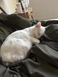 Reunited Male Cat last seen Rainbow and erie, Las Vegas, NV 89179