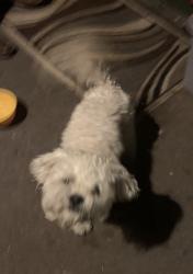 Found/Stray Unknown Dog last seen Mission st Crowley tx, Crowley, TX 76036