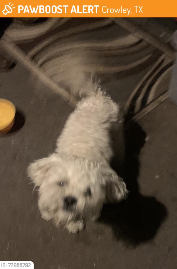 Found/Stray Unknown Dog last seen Mission st Crowley tx, Crowley, TX 76036