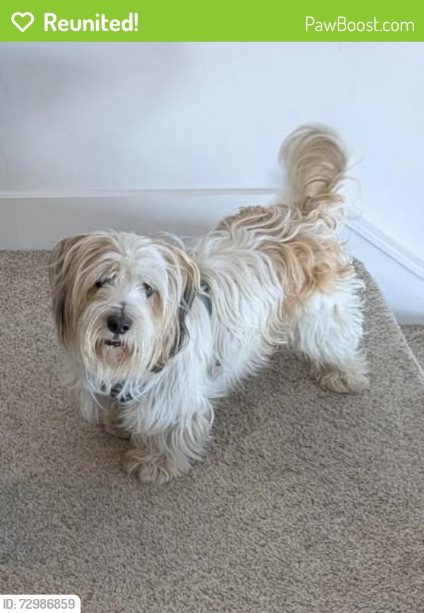Reunited Male Dog last seen 17th and Sanchez, San Francisco, CA 94114