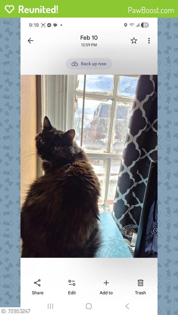 Reunited Female Cat last seen Preschool for the Arts at St Annes, Annapolis, MD 21401