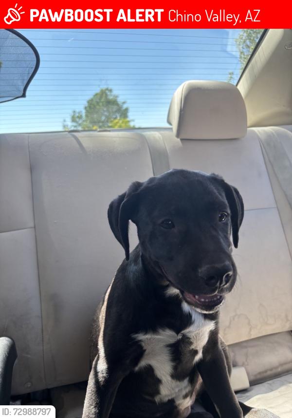 Lost Female Dog last seen Bottle brush n james chinovalley az, Chino Valley, AZ 86323
