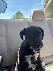 Lost Female Dog last seen Bottle brush n james chinovalley az, Chino Valley, AZ 86323