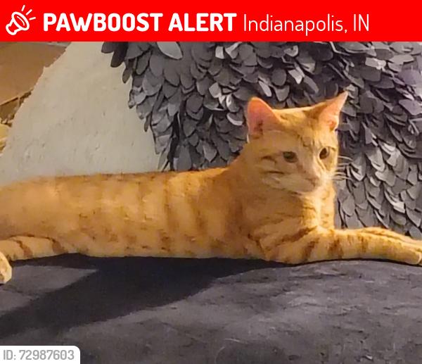Lost Male Cat last seen Brendon WY & 56th, Indianapolis, IN 46226