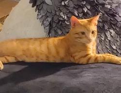 Lost Male Cat last seen Brendon WY & 56th, Indianapolis, IN 46226