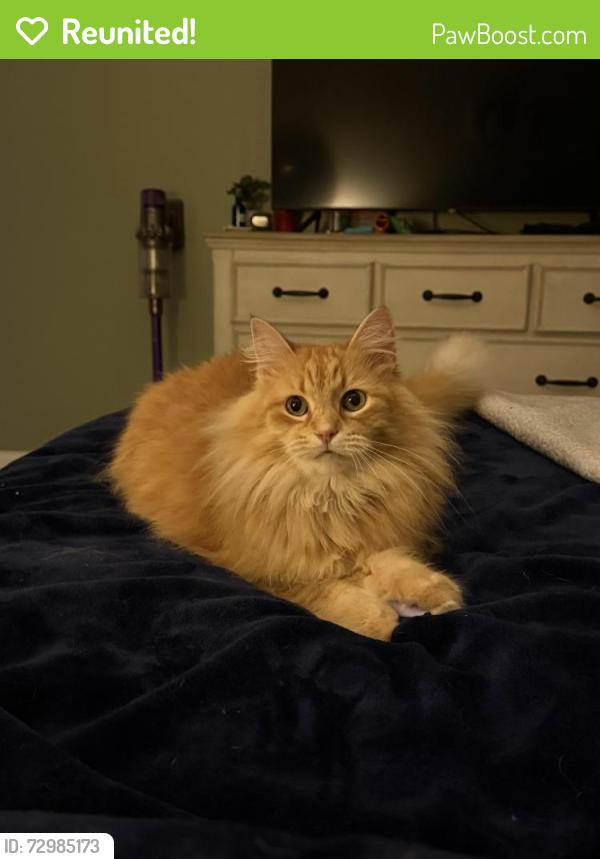 Reunited Male Cat last seen Beaumont Park Circle , Blythewood, SC 29016