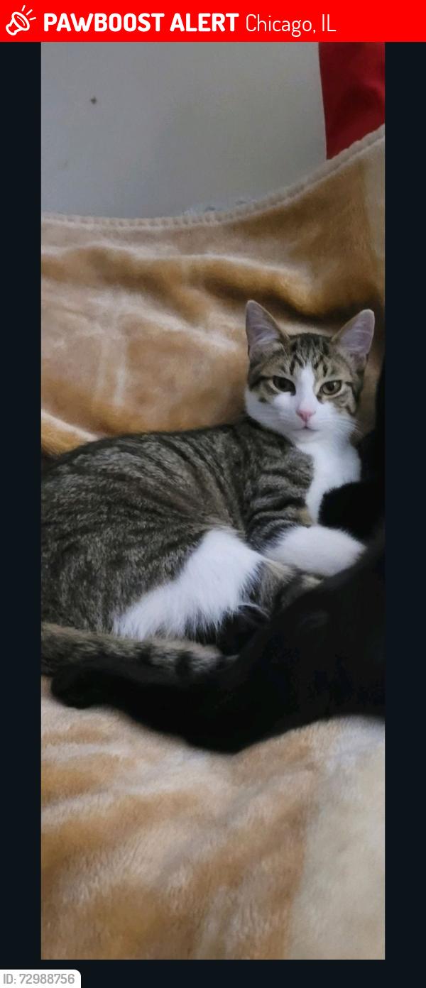 Lost Male Cat last seen 104th south Ave G, Chicago il 60617, Chicago, IL 60617
