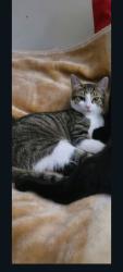 Lost Male Cat last seen 104th south Ave G, Chicago il 60617, Chicago, IL 60617