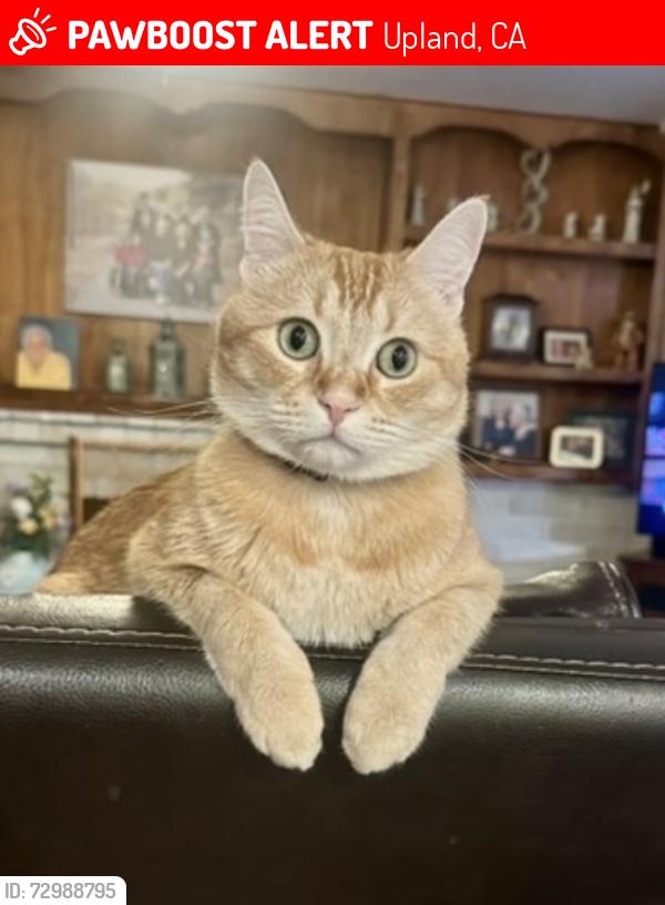 Lost Male Cat last seen Benson and 16th St, Upland, CA 91786