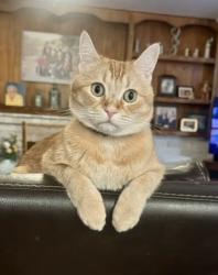 Lost Male Cat last seen Benson and 16th St, Upland, CA 91786
