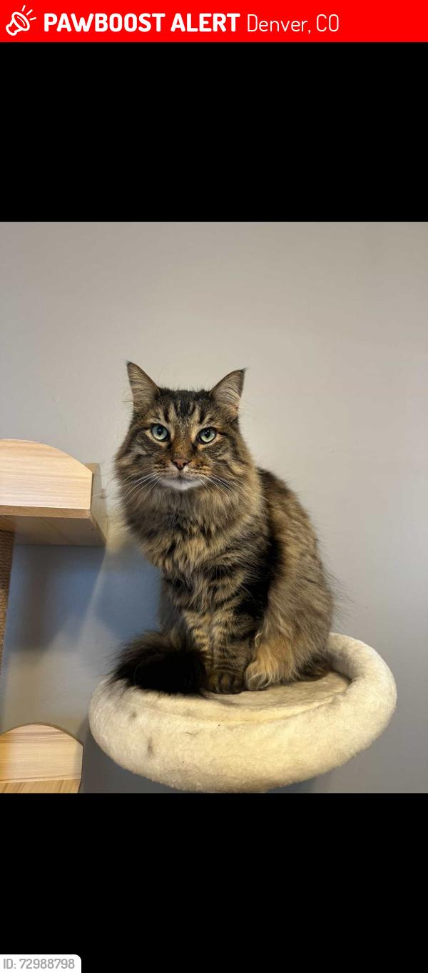Lost Female Cat last seen Cheesman park, Denver, CO 80206