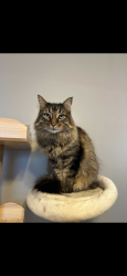 Lost Female Cat last seen Cheesman park, Denver, CO 80206