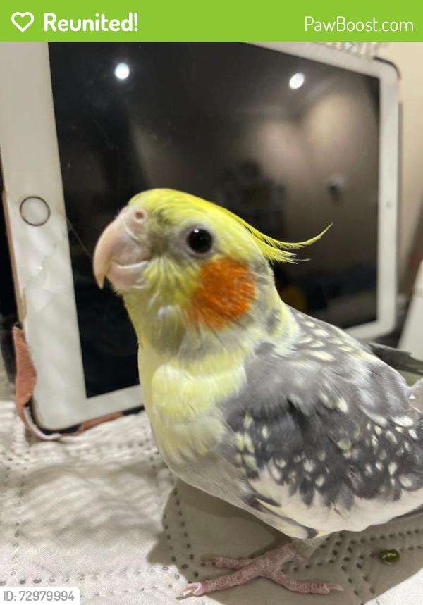 Reunited Male Bird last seen Cambridge, ON  Franklin Blvd  and saginaw parkway, Cambridge, ON N1T 1T9