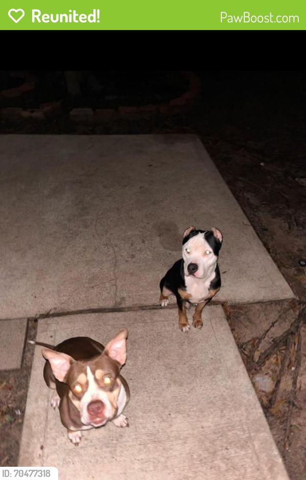Reunited Female Dog last seen Stonesfield , Spring, TX 77389